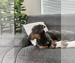Small Photo #1 Dachshund-Unknown Mix Puppy For Sale in Bellevue, WA, USA