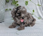 Small Photo #47 Poodle (Toy) Puppy For Sale in GOSHEN, IN, USA