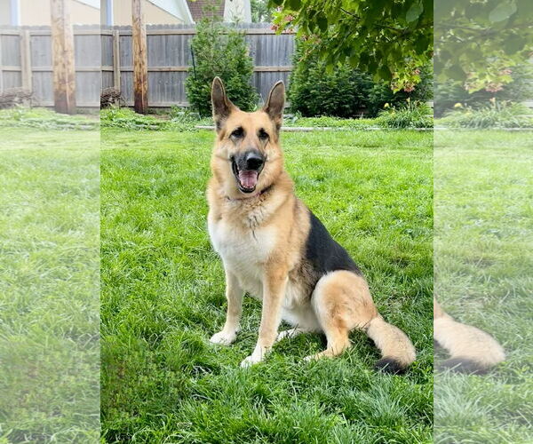 Medium Photo #1 German Shepherd Dog Puppy For Sale in Gretna, NE, USA