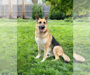 German Shepherd Dog Dogs for adoption in Gretna, NE, USA
