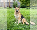 Small German Shepherd Dog