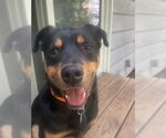 Small #27 Border Collie Mix