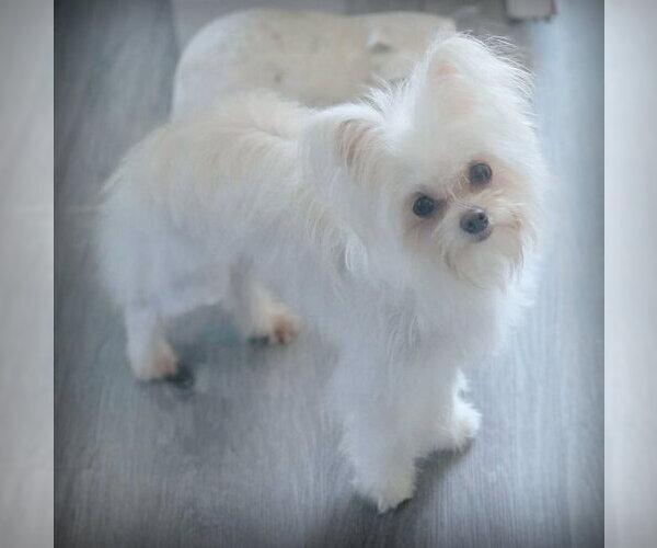 Medium Photo #1 Malchi Puppy For Sale in Chino Hills, CA, USA