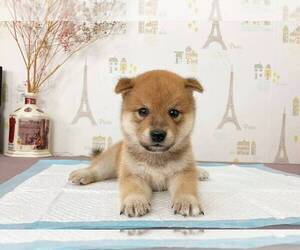 Shiba Inu Puppy for sale in SAN DIEGO, CA, USA