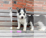 Small Photo #5 Siberian Husky Puppy For Sale in CAPE FAIR, MO, USA