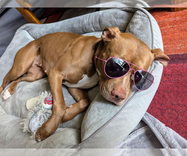 Medium Photo #2 American Pit Bull Terrier Puppy For Sale in Minneapolis, MN, USA