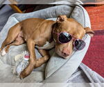 Small #1 American Pit Bull Terrier
