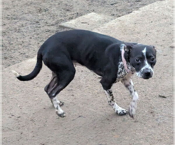 Medium Photo #9 Staffordshire Bull Terrier-Unknown Mix Puppy For Sale in Munford, TN, USA