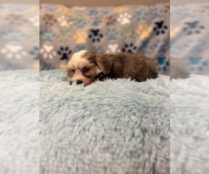 Morkie Puppy for sale in RIPLEY, MS, USA