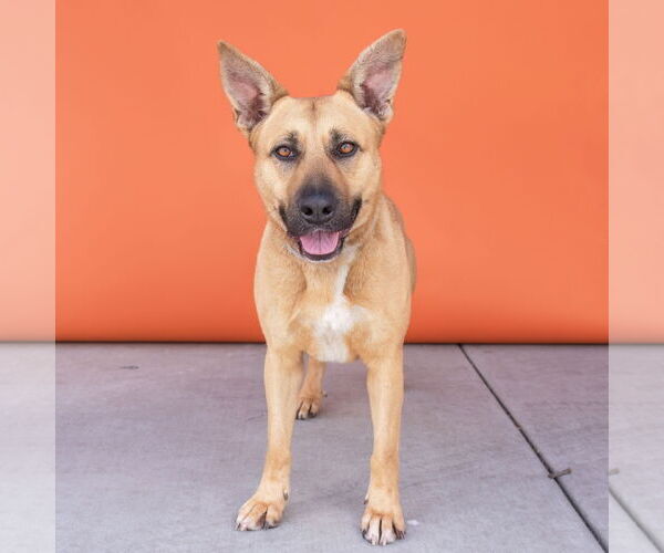 Medium Photo #2 Shepradors Puppy For Sale in Pasadena, CA, USA