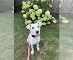 Small Labrador Retriever Mix