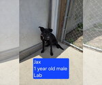 Small #2 Mutt