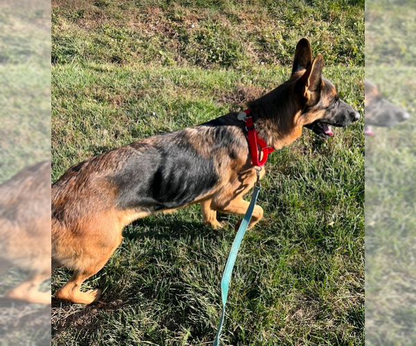 Medium Photo #3 German Shepherd Dog Puppy For Sale in Kansas City, MO, USA