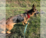 Small #2 German Shepherd Dog