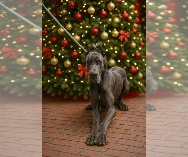 Medium Photo #1 Great Dane Puppy For Sale in Vail, AZ, USA