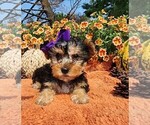 Small #2 Yorkshire Terrier