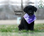 Puppy Valentine Bernese Mountain Dog-Labrador Retriever Mix