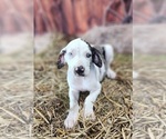 Small Photo #3 Catahoula Leopard Dog Puppy For Sale in CUMBY, TX, USA