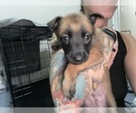 Small Photo #27 Belgian Malinois Puppy For Sale in REESEVILLE, WI, USA