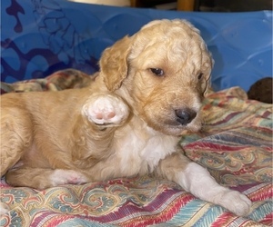 Goldendoodle Puppy for Sale in HOPKINSVILLE, Kentucky USA