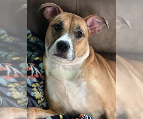 Medium Photo #5 American Pit Bull Terrier-Unknown Mix Puppy For Sale in Holly Springs, NC, USA