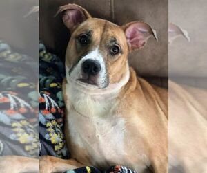 Honey (Courtesy) - Female American Pit Bull Terrier-Unknown Mix Dog for Adoption - Photo #5