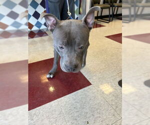 Mutt Dogs for adoption in Plano, TX, USA