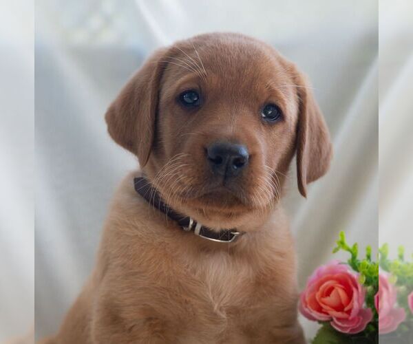 Medium Photo #6 Labrador Retriever Puppy For Sale in GREEN PARK, PA, USA