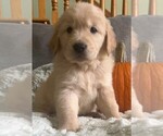 Puppy Red boy Golden Retriever
