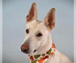 VALKYRIE - Female Carolina Dog-German Shepherd Dog Mix Dog for Adoption - Small photo