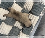 Small #1 French Bulldog