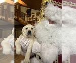 Small Photo #16 Labrador Retriever Puppy For Sale in NEOLA, WV, USA