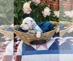 Small #20 Dalmatian