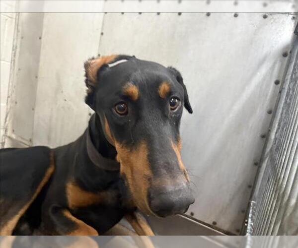 Medium Photo #1 Doberman Pinscher Puppy For Sale in San Bernardino, CA, USA