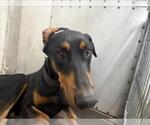 Small Doberman Pinscher