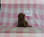 Small Photo #3 Goldendoodle-Poodle (Standard) Mix Puppy For Sale in EVART, MI, USA