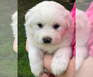 Great Pyrenees Puppy for sale in HUBBARD, IA, USA