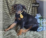 Small #2 Doberman Pinscher