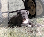 Small Photo #10 American Bully Puppy For Sale in MARTELL, NE, USA