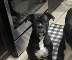 Small Photo #1 Boxer Puppy For Sale in CONROE, TX, USA