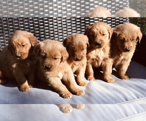 Golden Retriever Puppy for sale in HICKORY, NC, USA