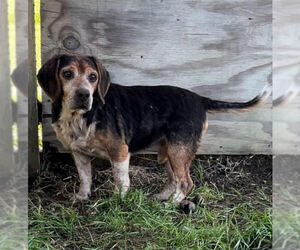 Beagle Dogs for adoption in Mouth Of Wilson, VA, USA