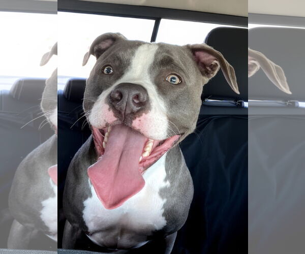 Medium Photo #1 American Pit Bull Terrier Puppy For Sale in McKinney, TX, USA