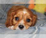 Small #1 Cavalier King Charles Spaniel