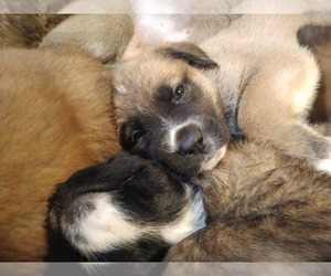 German Shepherd Dog-Saint Bernard Mix Puppy for sale in SPENCERVILLE, IN, USA