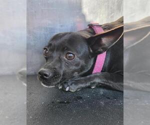 Chihuahua-Unknown Mix Dogs for adoption in San Antonio, TX, USA