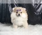 Small #2 Pomeranian