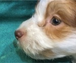 Small Photo #12 Havanese Puppy For Sale in FENTON, MO, USA
