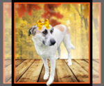 Small Great Pyrenees Mix