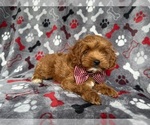 Small #4 Cockapoo (Miniature)